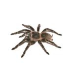 CB Salmon Pink Tarantula (2-3cm)