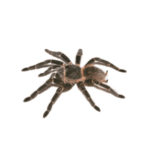 CB Salmon Pink Tarantula (2-3cm)