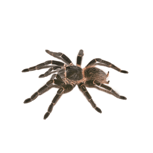 CB Salmon Pink Tarantula (2-3cm)