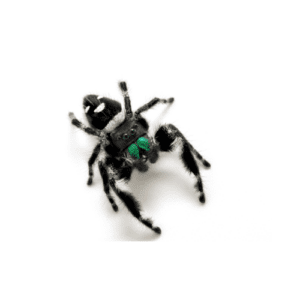 CB Regal Jumping Spider