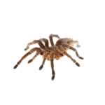 CB Chile Rose Tarantula (1-2cm)