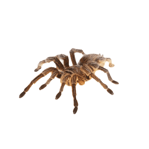 CB Chile Rose Tarantula (1-2cm)
