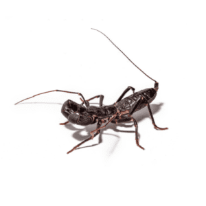 WC Devil Vinegaroon Whip Scorpion
