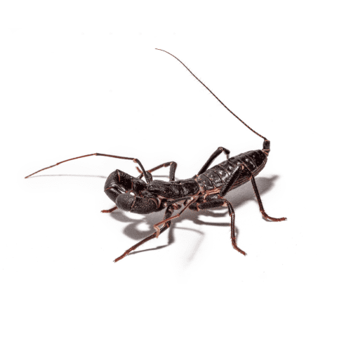 WC Devil Vinegaroon Whip Scorpion