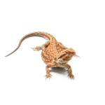 CB DUNNER Bearded Dragon