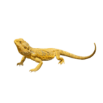 CB HYPO Bearded Dragon