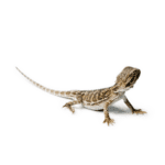 CB Bearded Dragon