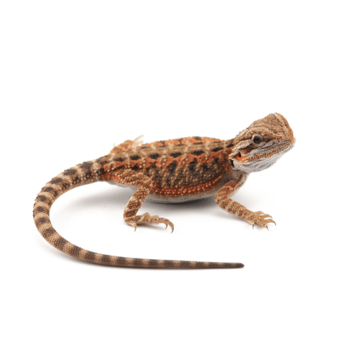 CB RED Bearded Dragon