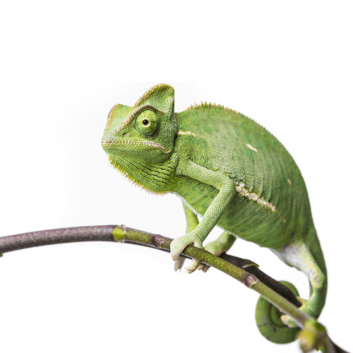 CB FEMALE Yemen Chameleon