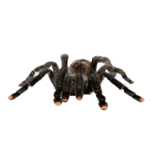 WC Pink Toe Tarantula (3-6cm)