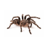 WC  Costa Rican Zebra Tarantula (5-9cm)