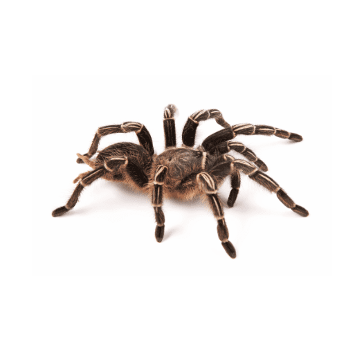 WC  Costa Rican Zebra Tarantula (5-9cm)