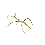 CB B-GRADE Vietnamese Walking Stick Insect