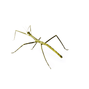 CB B-GRADE Vietnamese Walking Stick Insect