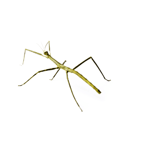 CB B-GRADE Vietnamese Walking Stick Insect