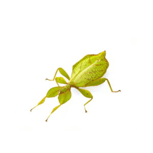 CB Philippine Leaf Insect