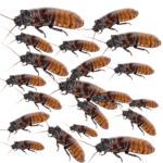 CB Madagascan Hissing Cockroach x 20