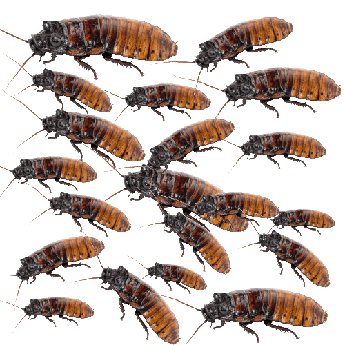 CB Madagascan Hissing Cockroach x 20