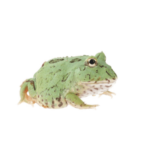 CB Matcha Horned Frog