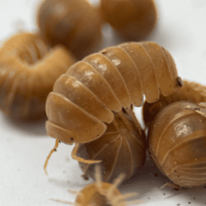 CB Orange Greek Pillbug Isopod (Pack of 10)