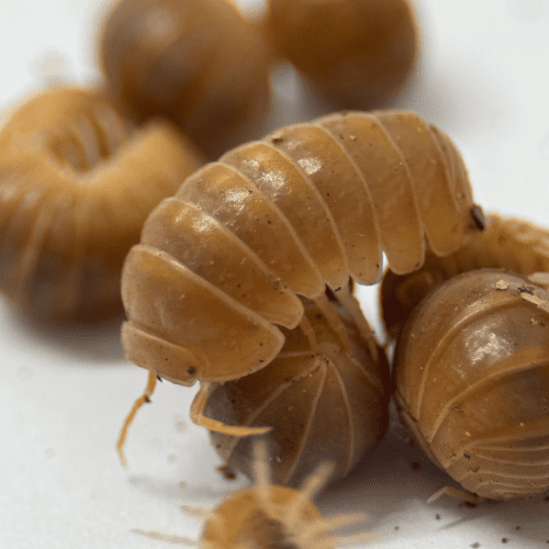 CB Orange Greek Pillbug Isopod (Pack of 10)