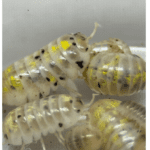 CB Magic Potion Isopod (Pack of 10)