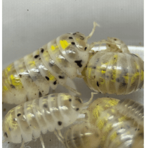 CB Magic Potion Isopod (Pack of 10)