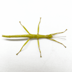 CB Giant Lime Green Stick Insect