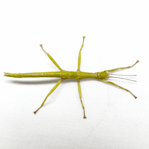 CB Giant Lime Green Stick Insect
