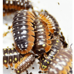 CB Clown Isopod (Pack of 10)