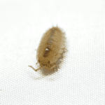 CB Ghost Isopod (Pack of 10)