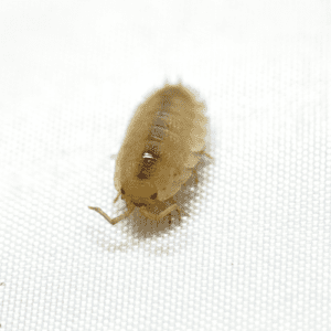 CB Ghost Isopod (Pack of 10)