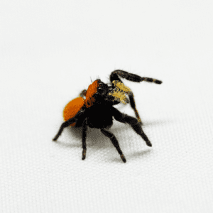 CB Apache Jumping Spider