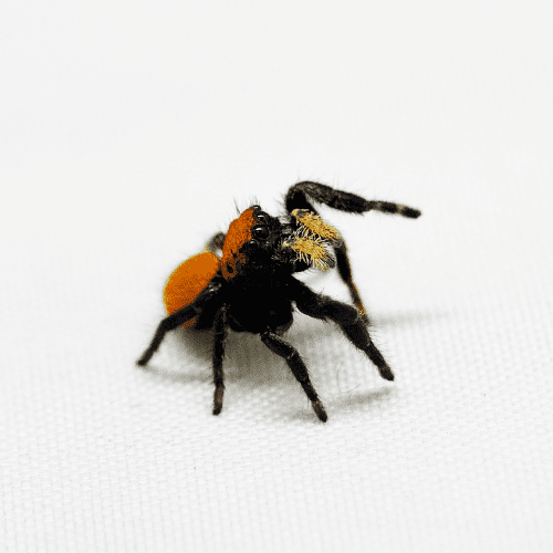 CB Apache Jumping Spider