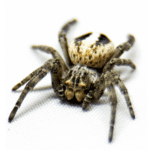 CB Lined Ladybird Spider