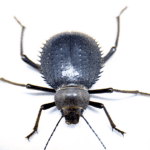 WC Radiant Sun Beetle