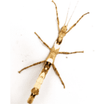CB Thai Beauty Stick Insect *B-Grade*