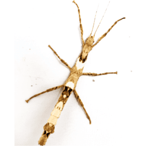 CB Thai Beauty Stick Insect *B-Grade*