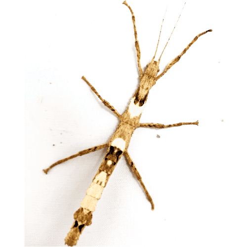 CB Thai Beauty Stick Insect