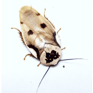 CB Centurion Cockroach