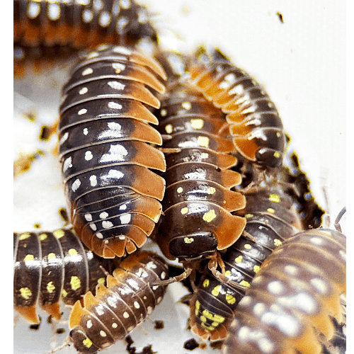 CB Clown Isopod (Pack of 10)