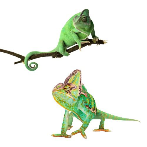 CB PAIR Yemen Chameleons
