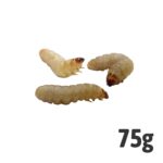 Waxworms BULK PACK 75g
