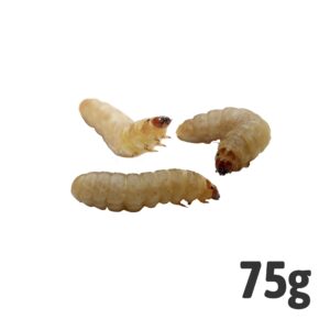 Waxworms BULK PACK 75g
