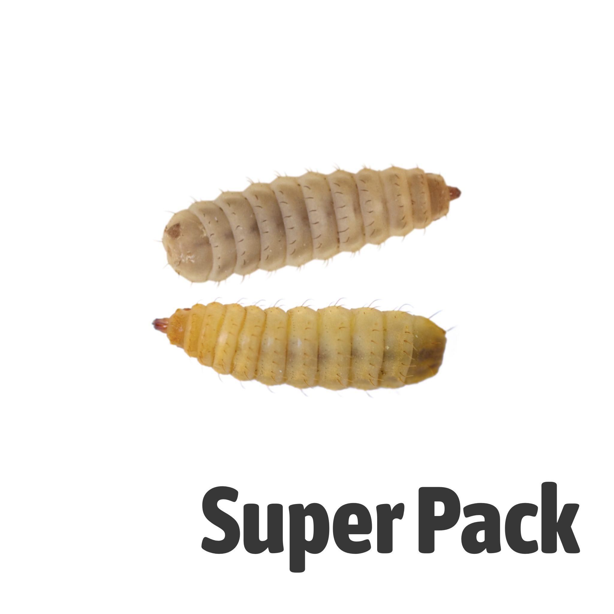 Calciworm SUPER-PACK, Large