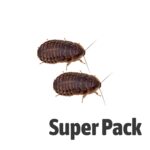 Dubia Cockroaches SUPER-PACK, Medium