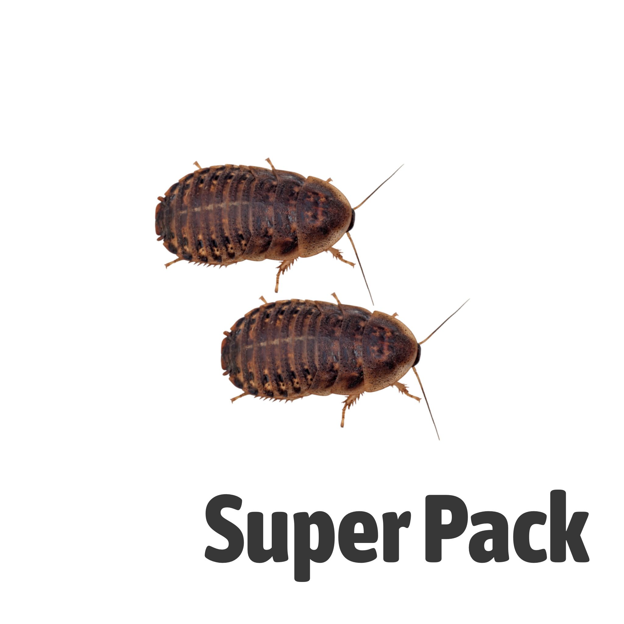 Dubia Cockroaches SUPER-PACK, Medium