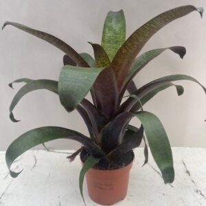 PR Live plant. Vriesea mix (Medium)