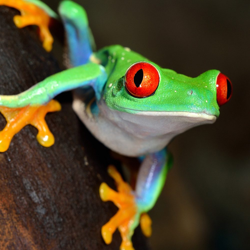 CB Red Eye Tree Frog