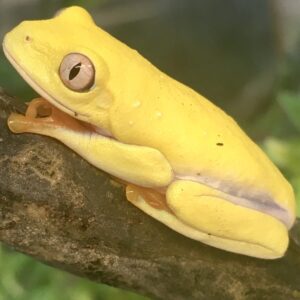 CB ALBINO Red Eyed Tree Frog
